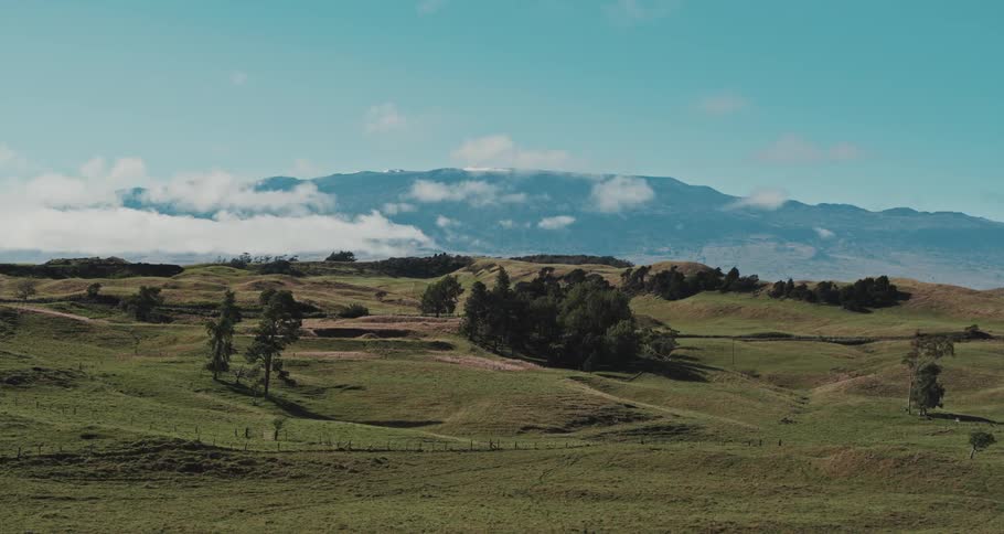 Green bumpy fields with trees and fences and a mountain on the horizon