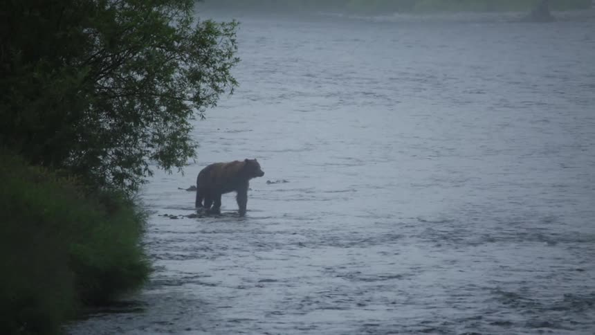 Bear