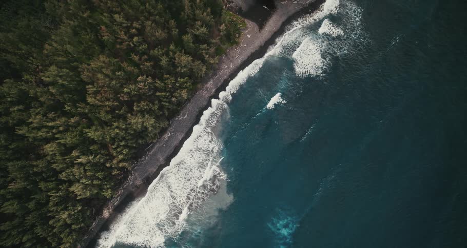 A forest on the ocean coast during the day