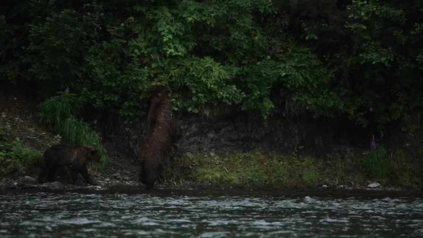 Bears walk and climb along the side of a stream