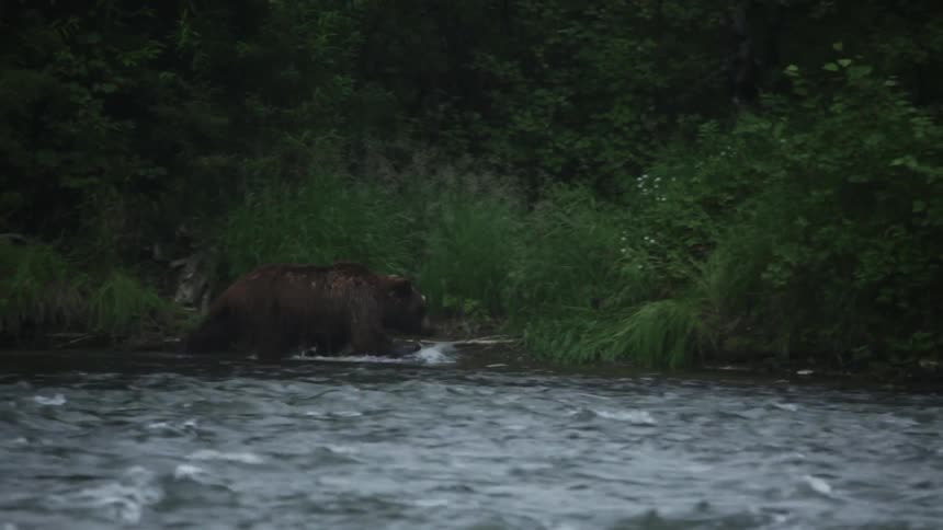 A bear stands by the edge of a stream before walking in