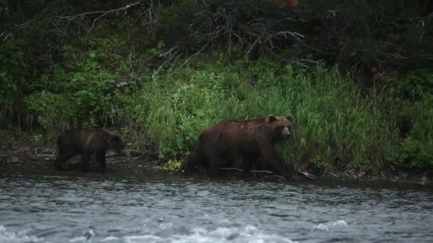 Two bears walk alongside a river