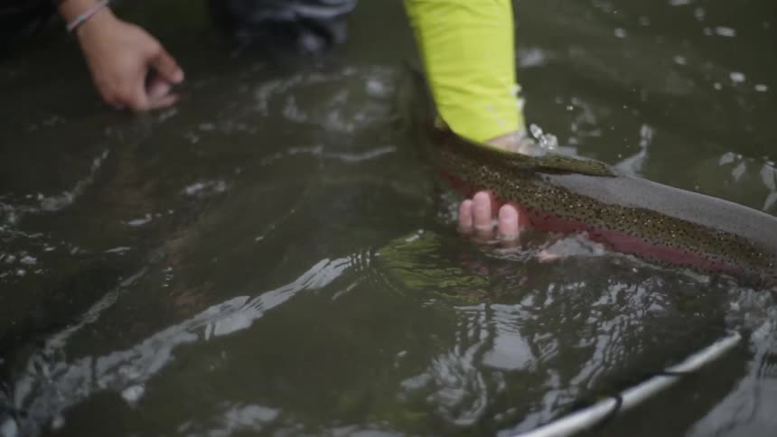 A man releases a fish into the water