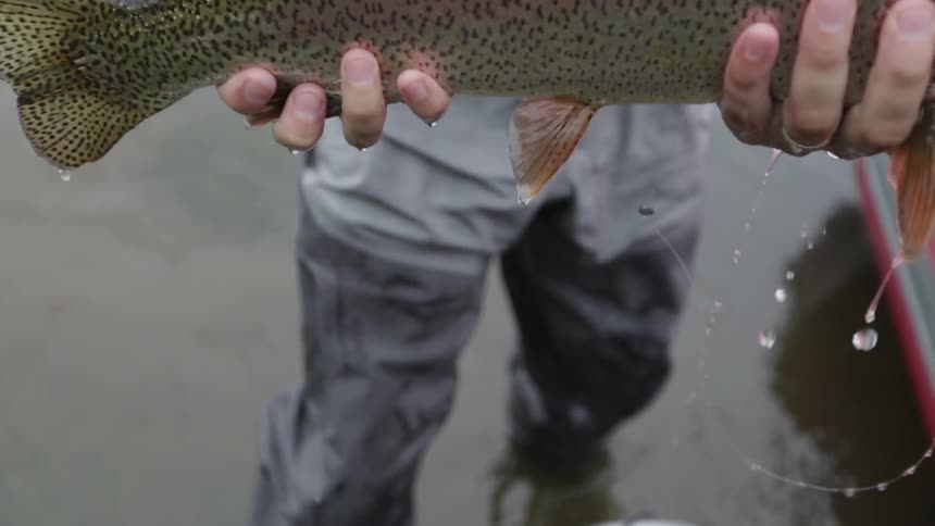 A man lifting a rainbow trout from a basket located in the water