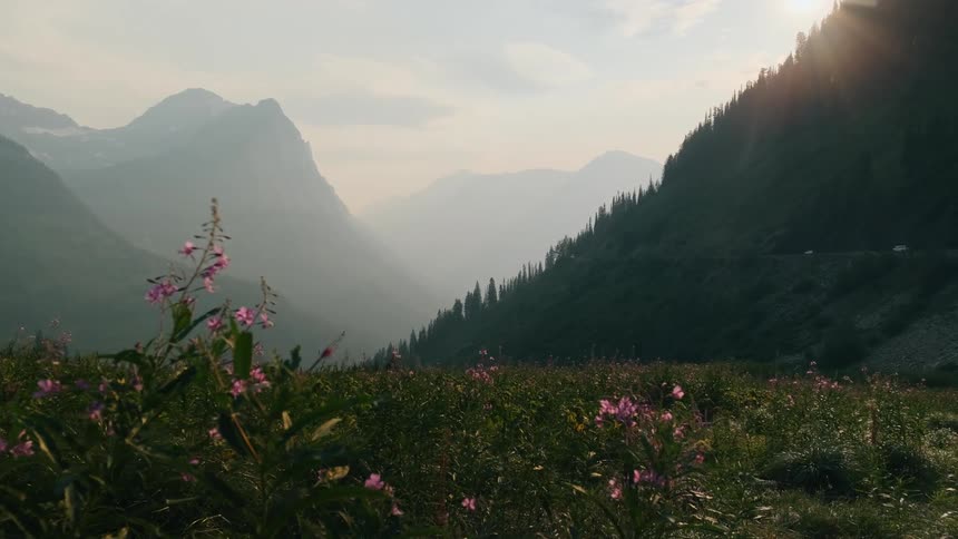 Wildflowers growing on a mountainside