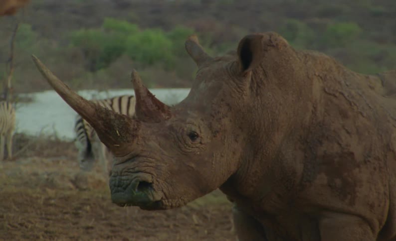 Rhinoceros covered in mud standing near zebras runs away