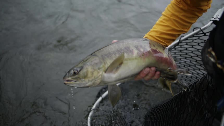 A fisherman picks up a trout from his net