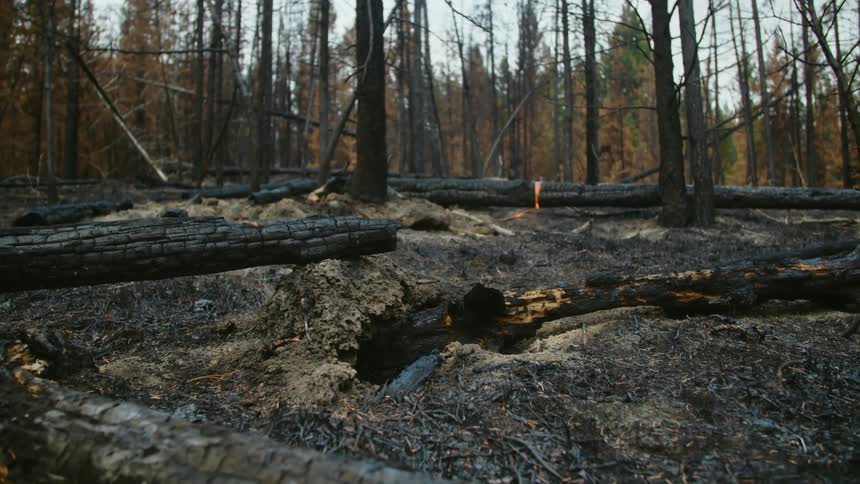 A forest with a close view of fallen and charred tree trunks during the day after forest fire