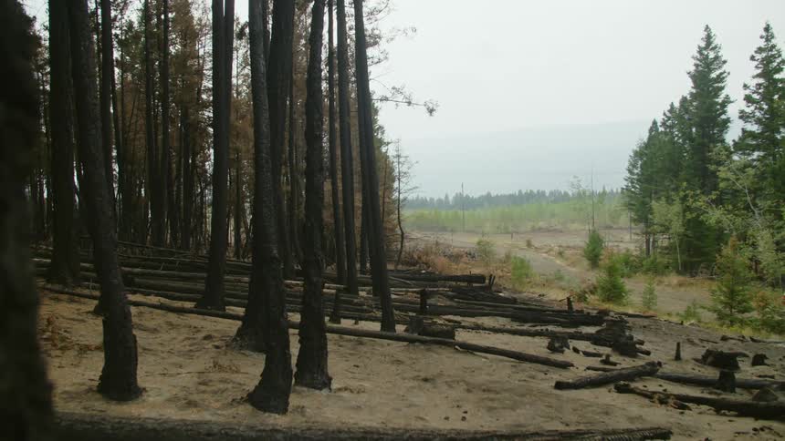 Burnt logs on the ground near the trees on a forest in the countryside after recent forest fire