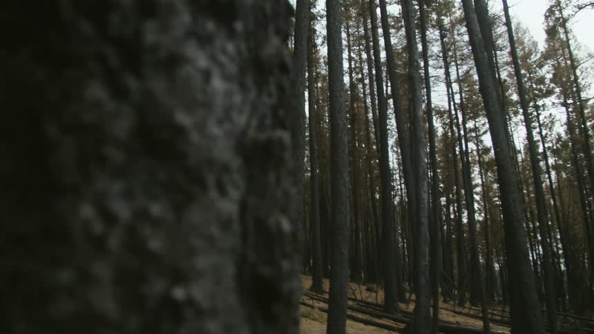 A forest with tall trees and some tree trunks lying on the ground after forest fire