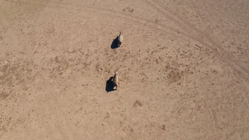 An aerial view of animals walking outdoors