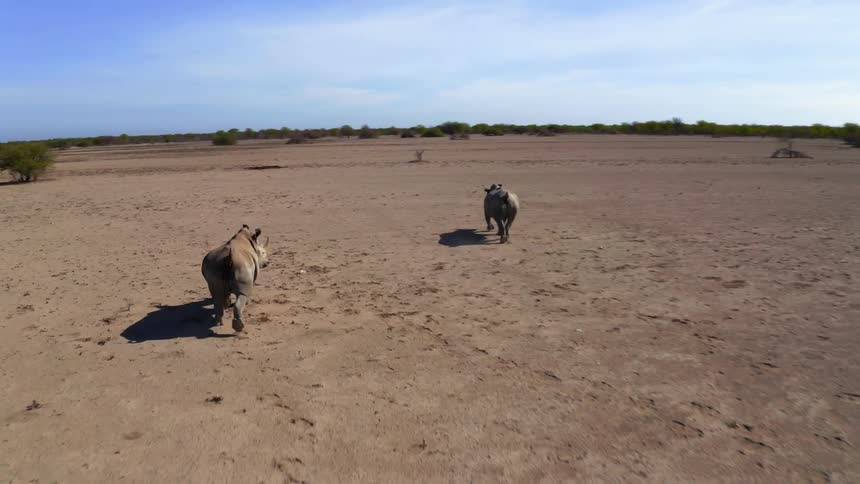 Two rhinoceros run alongside each other in a dirt field