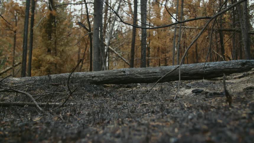 A fallen tree is in the forest after recent fire