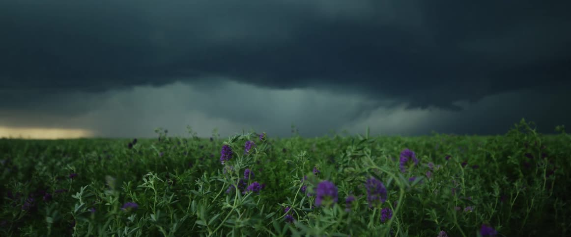 A tornado rips through a lavender field
