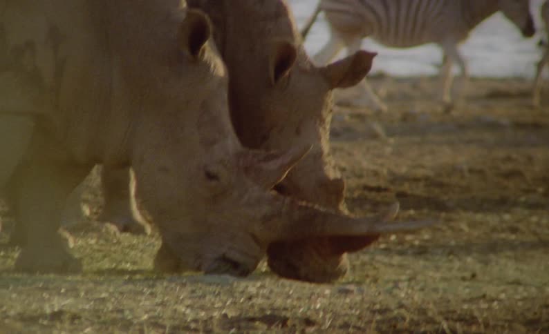 A group of rhinos and zebras outdoors