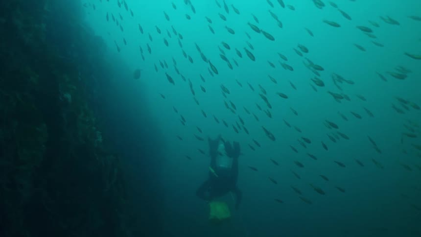 A swarm of fish are swimming near a diver underwater