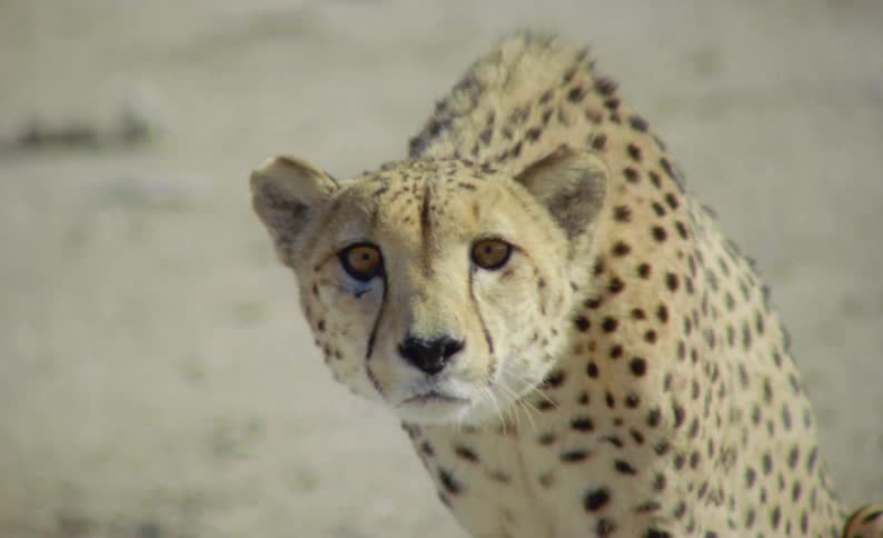A leopard is looking forward