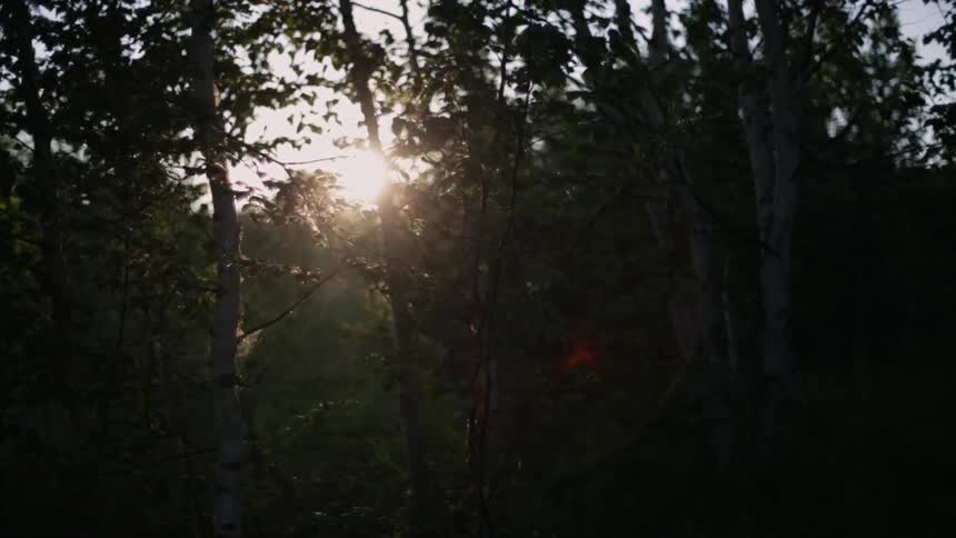 The sun is shining through a forest line