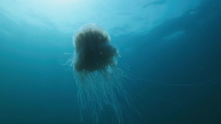 A jellyfish rises towards the surface
