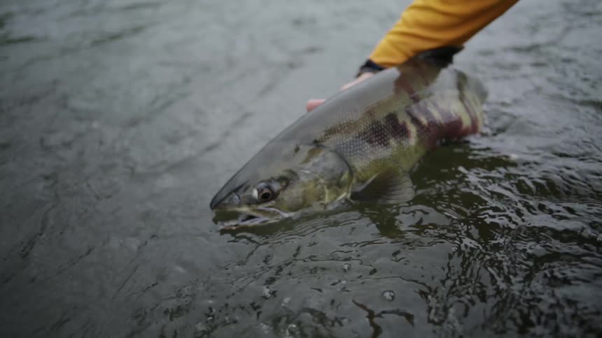 A person holds a fish in the water before releasing it