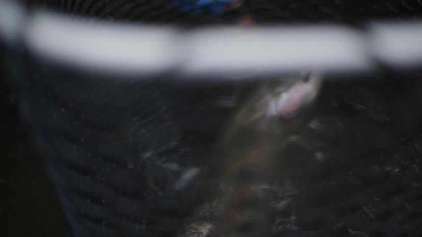 A person measures a fish in a net