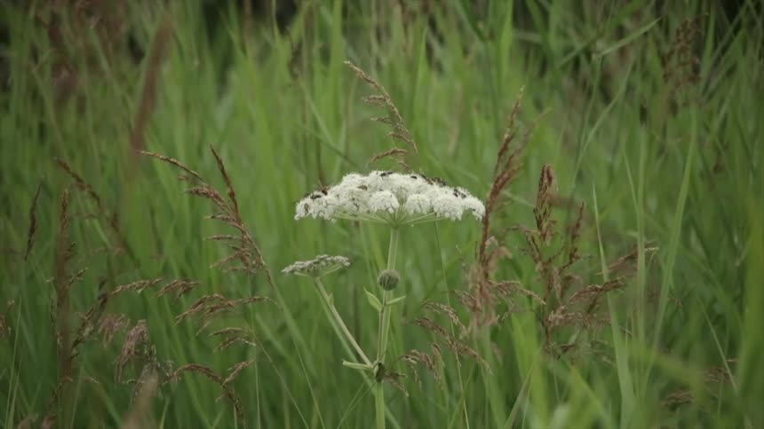 Close up of a single white flower in a field of grass