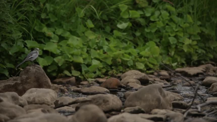 Close up of a bird perched on a rock