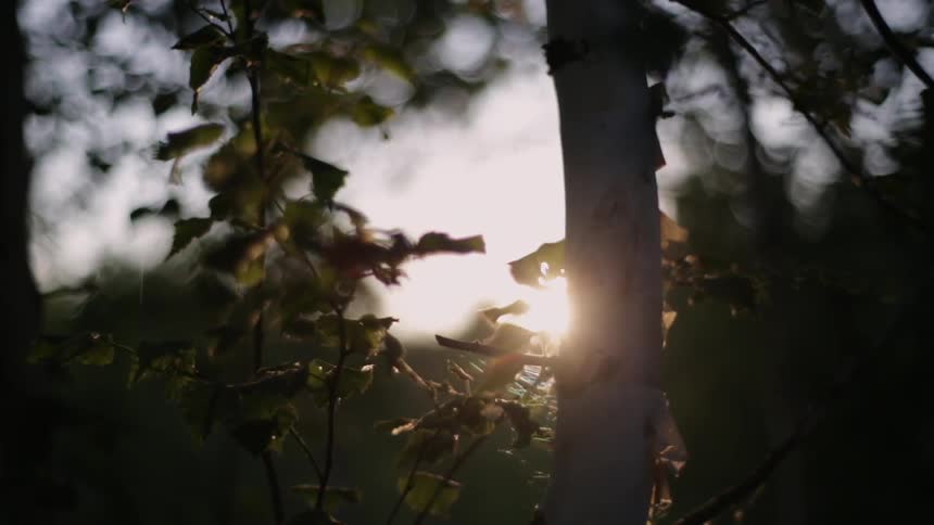 The rising sun peeks through tree branches and leaves