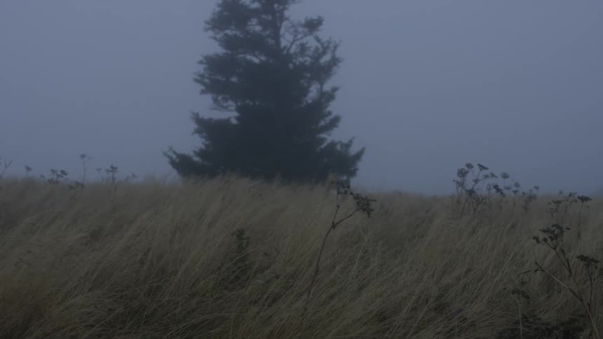 A foggy yellow field with a tree in the center