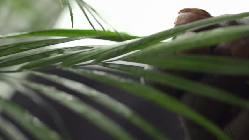 A man runs his fingers along palm leaves