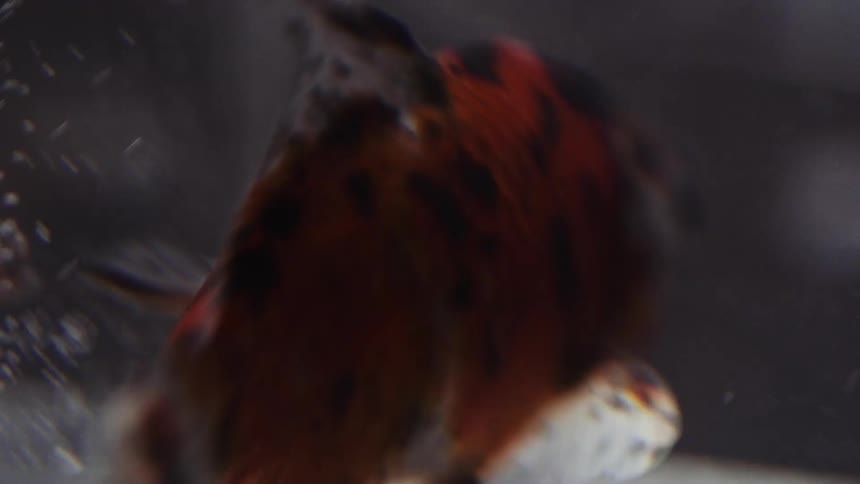 Close up of a red black and white fish swimming in an aquarium