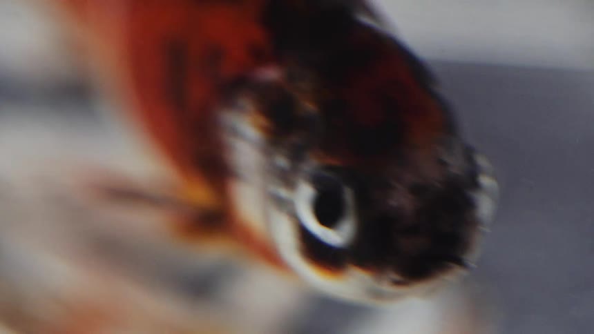 A small fish swimming in water