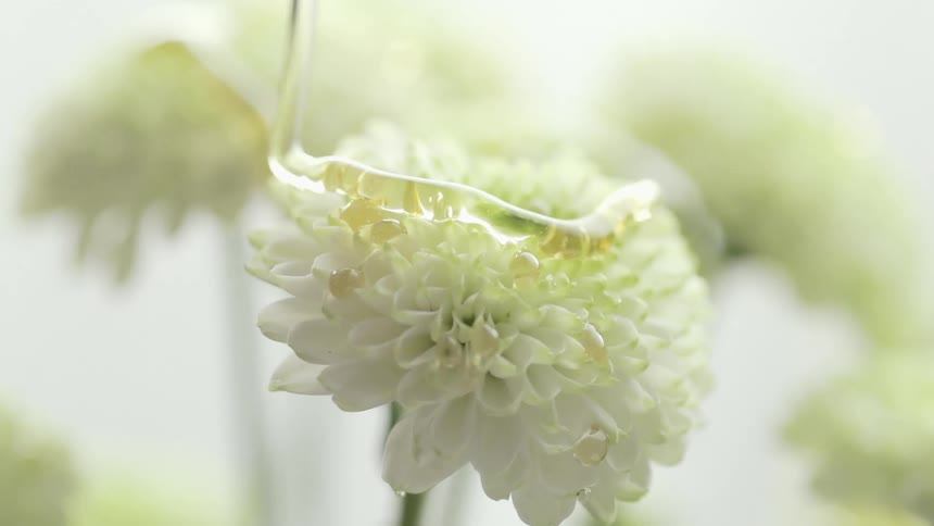 Amber syrup is spread over white petaled blossomsthen drips