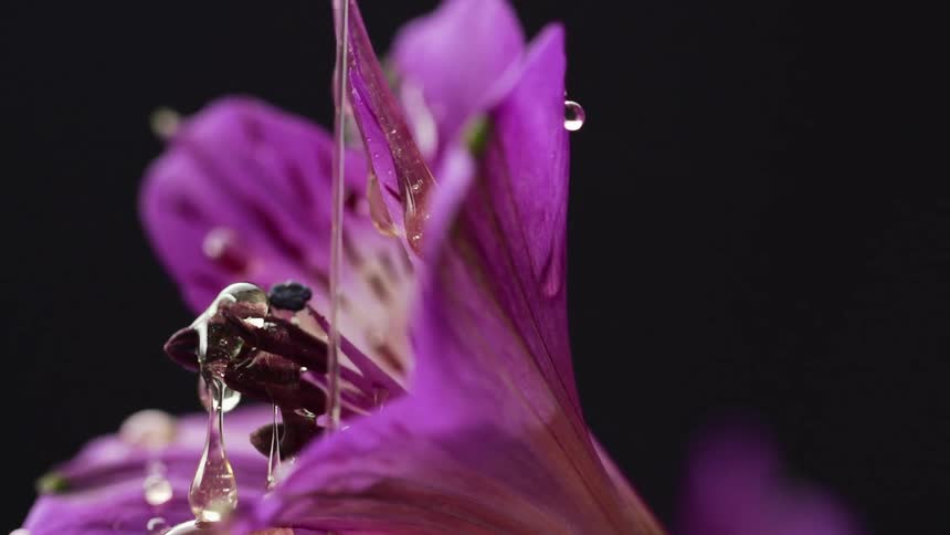 Close up of honey being poured on purple flower
