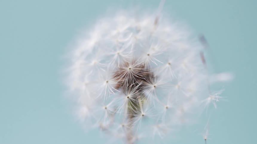 A dandelion flower with seeds with the sky and clouds in the background