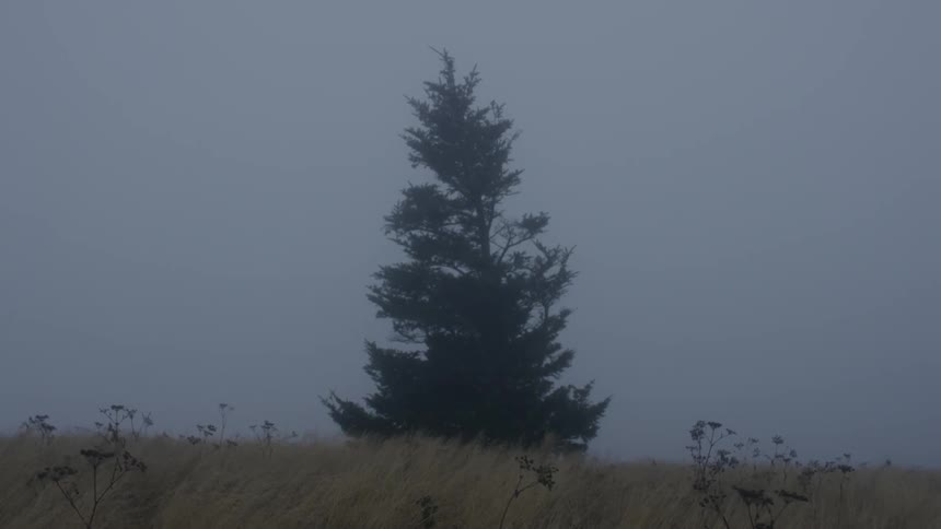 A tree in a foggy field