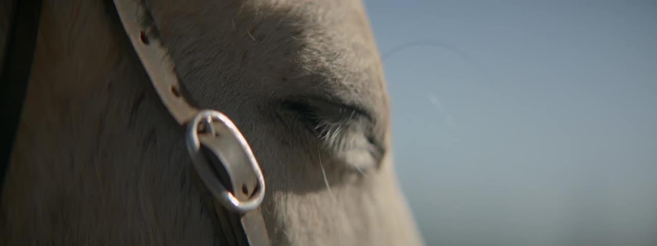 Horse wearing halter blinks standing outdoors under clear blue sky