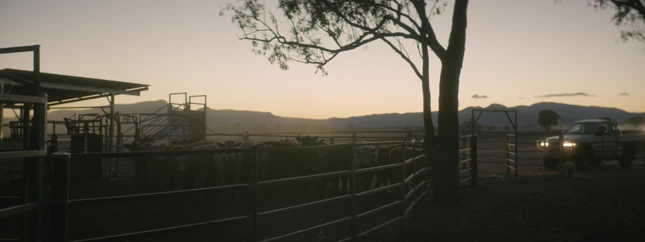 A truck is parked with lights on next to a stable full of cows at dusk