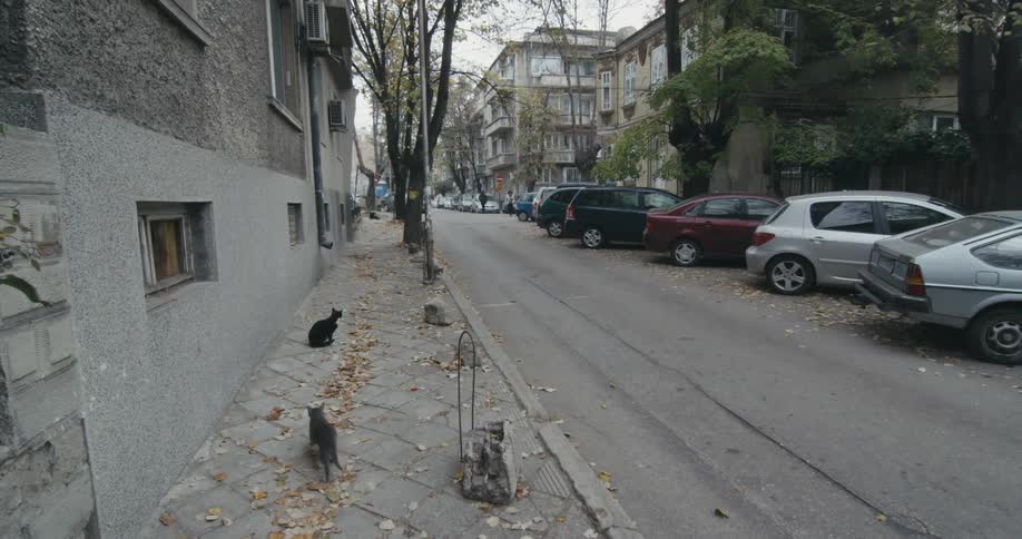 A car passes two cats on a sidewalk near apartment buildings