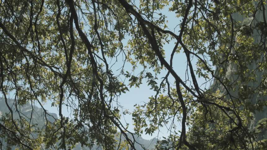 View of some branches blowing in the wind