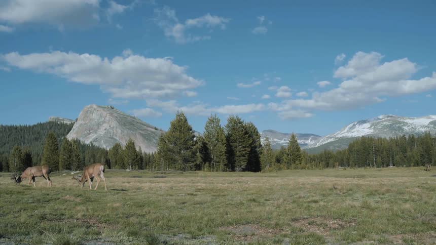 Deer eat grass in a field with mountains nearby