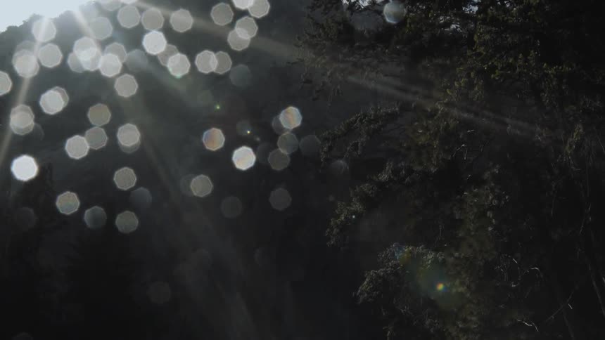 A large area of dense trees has the sun peeking in from above
