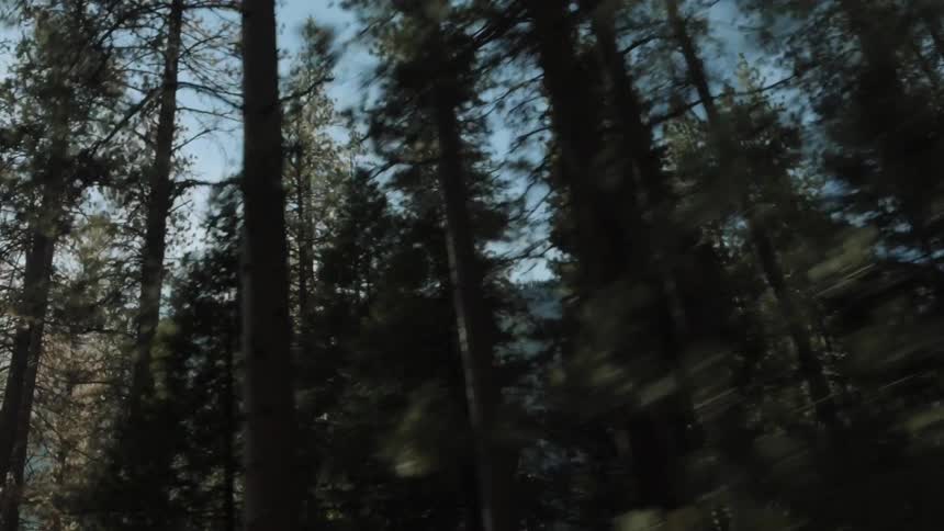 Sunlight shining through forest trees