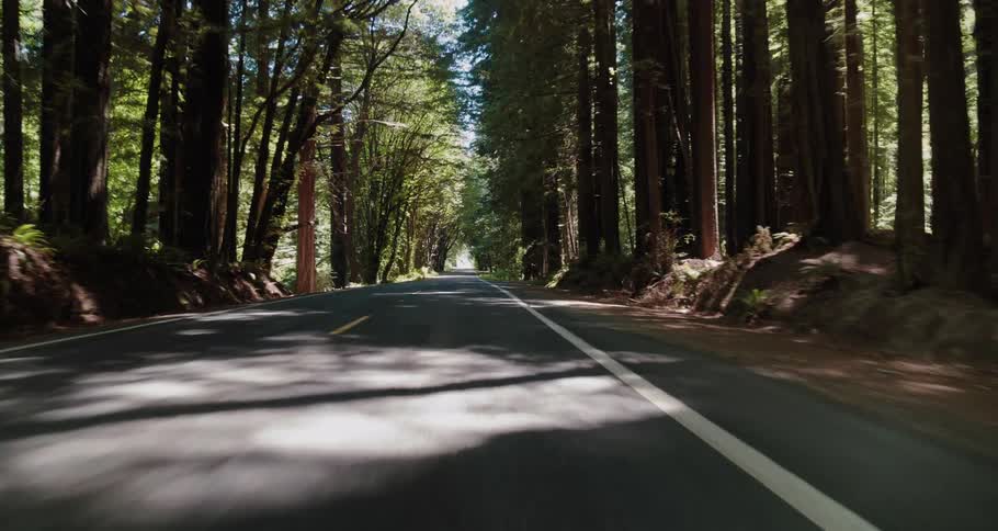 Two lane asphalt road passes through forest of tall trees
