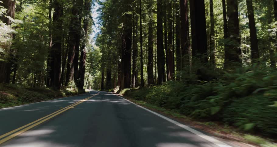 Tall trees line the road on a sunny day