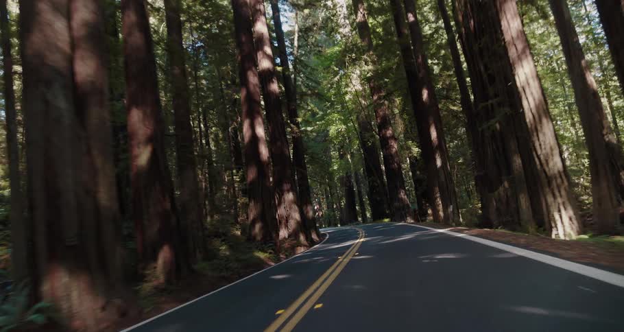 A road surrounded by trees and plants with the sky and clouds in the background