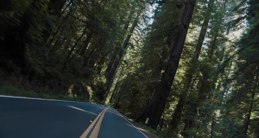 Vehicle drives on highway through forest with tall trees