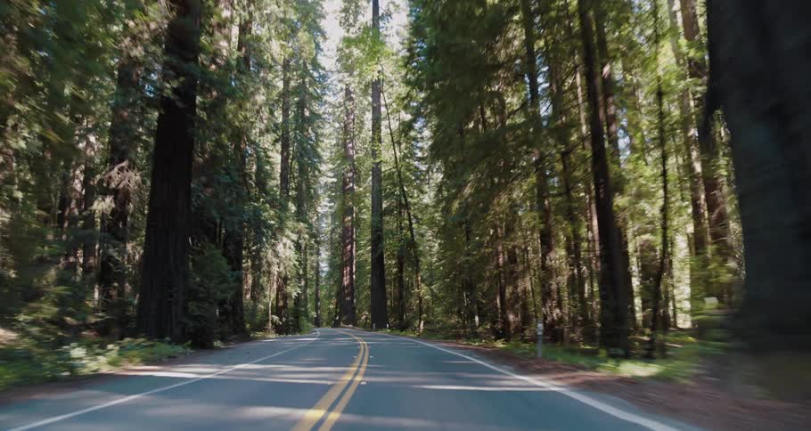 Tall trees cast shadows on a rural highway through a forest