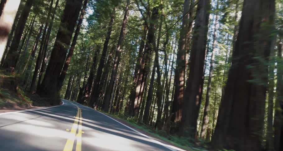 A road surrounded by trees and plants with the sky and clouds in the background