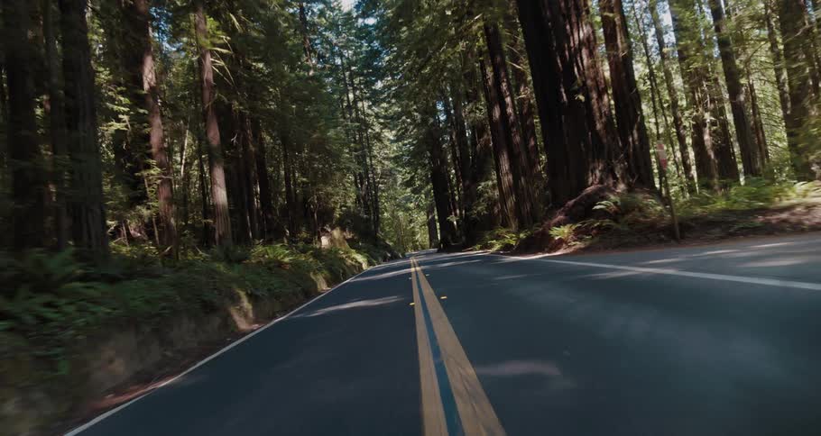 Traveling on a highway that is winding through a redwood tree forest